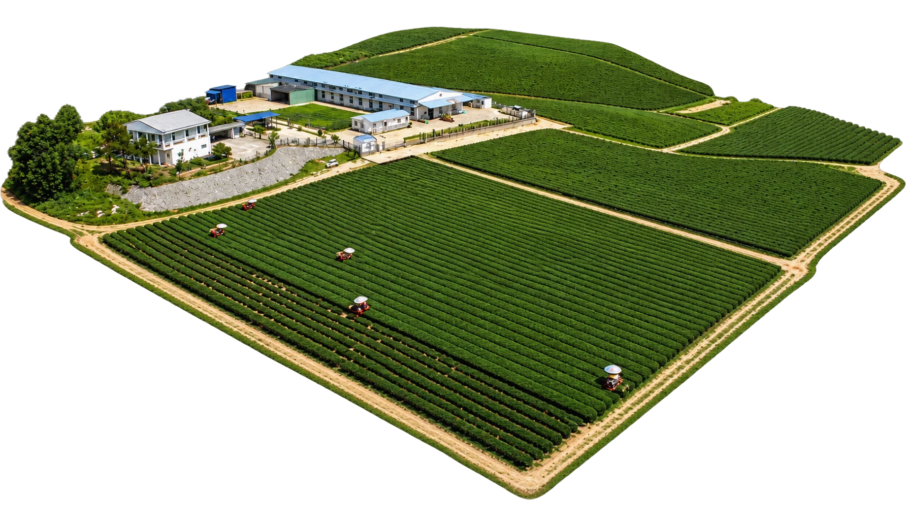 The plantation and its processing facility, seen from the air.