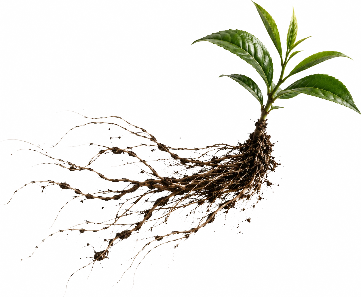 A young tea plant with its roots exposed.