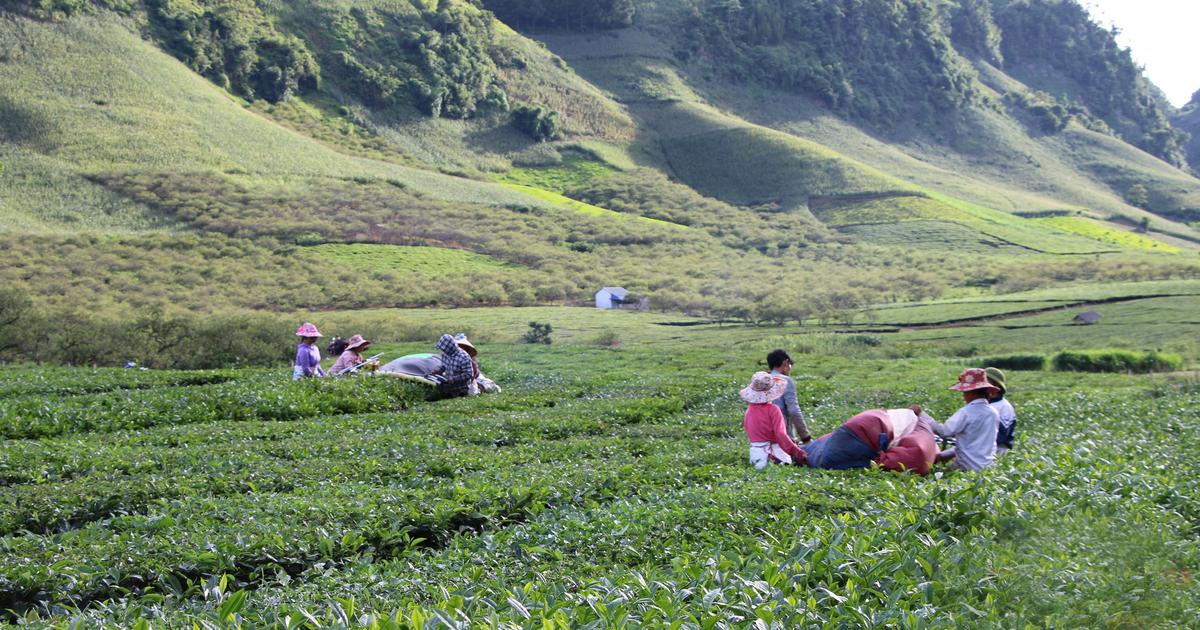 Hand-picking tea at the Satoen farm in Vân Hồ.
